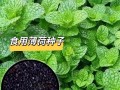 怎么种薄荷，怎么种薄荷叶种子视频？（今日头条已更新）