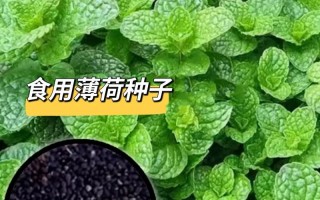 怎么种薄荷，怎么种薄荷叶种子视频？（今日头条已更新）