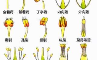 蕊五行属什么，瑾的五行属什么？（今日头条已更新）