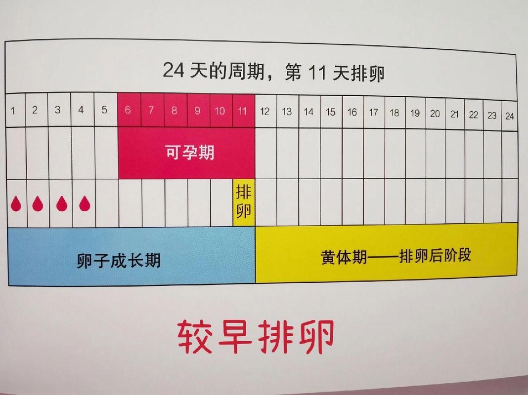 怎么判断排卵期,怎么判断排卵期出血还是异常出血(2024头条知乎已更新)-第2张图片-汕团网 怎么判断排卵期,怎么判断排卵期出血还是异常出血(2024头条知乎已更新)-第2张图片-汕团网