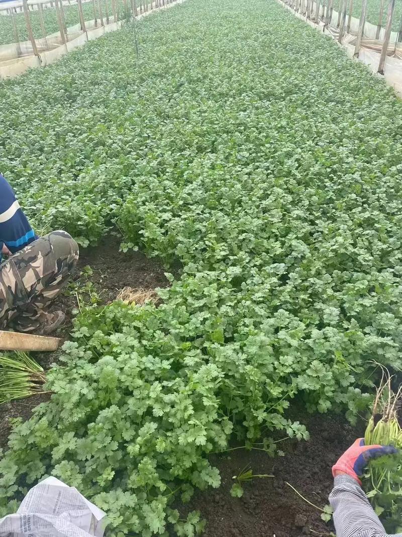 香菜亩产量多少斤?香菜亩产量多少斤左右?(知乎)-第3张图片-汕团网 香菜亩产量多少斤?香菜亩产量多少斤左右?(知乎)-第3张图片-汕团网
