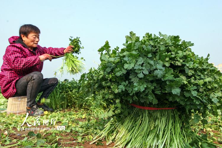 香菜亩产量多少斤?香菜亩产量多少斤左右?(知乎)-第4张图片-汕团网 香菜亩产量多少斤?香菜亩产量多少斤左右?(知乎)-第4张图片-汕团网