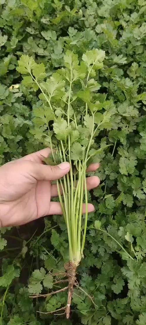 香菜亩产量多少斤?香菜亩产量多少斤左右?(知乎)-第6张图片-汕团网 香菜亩产量多少斤?香菜亩产量多少斤左右?(知乎)-第6张图片-汕团网