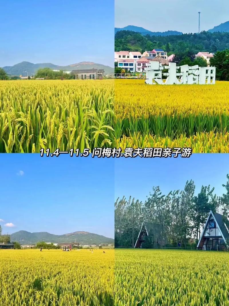 袁夫稻田在哪里,袁夫稻田一日游(2024头条知乎已更新)-第4张图片-汕团网 袁夫稻田在哪里,袁夫稻田一日游(2024头条知乎已更新)-第4张图片-汕团网